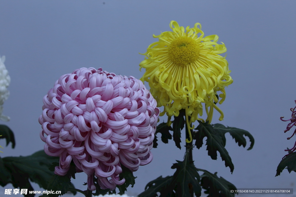 菊花 