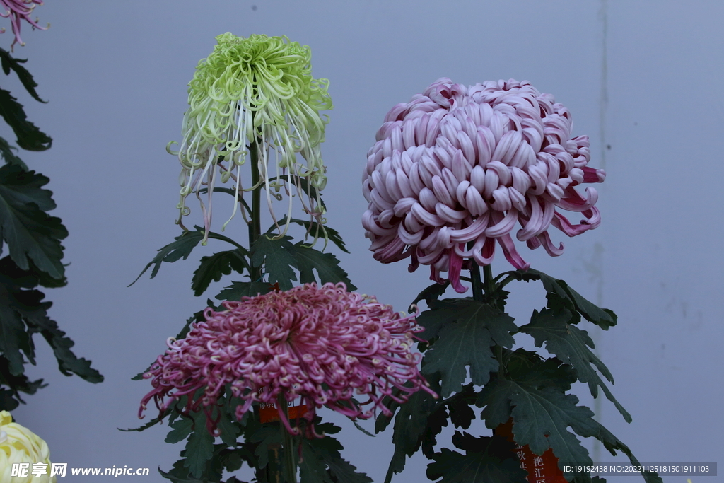 菊花 
