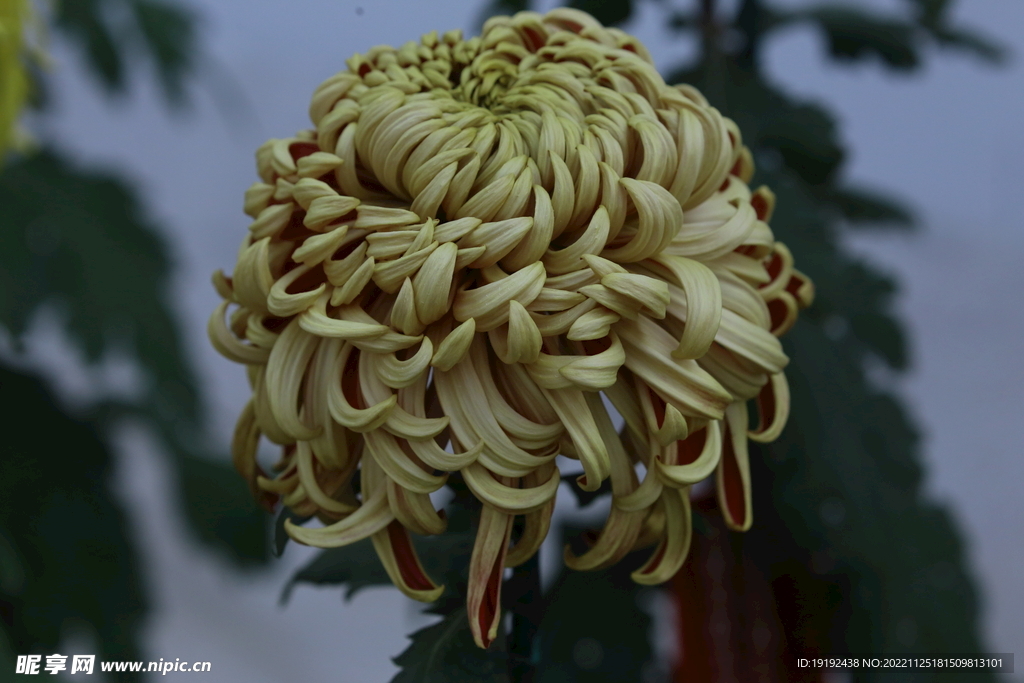 菊花