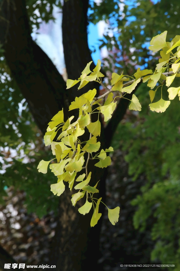 金秋银杏树 