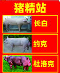 种猪海报