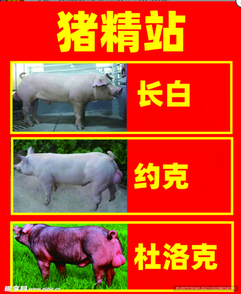 种猪海报