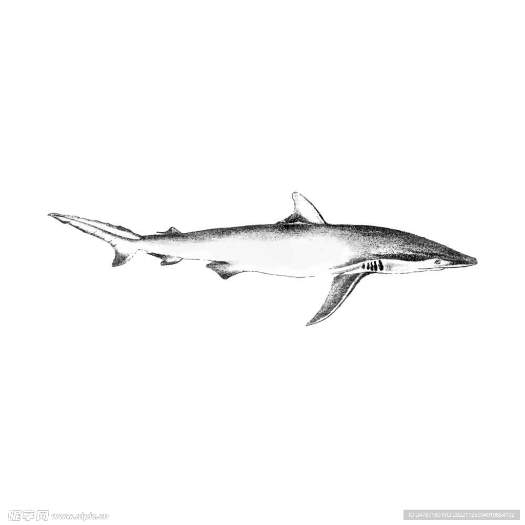 素描鲨鱼