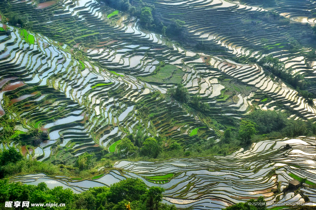 元阳哈尼梯田风光