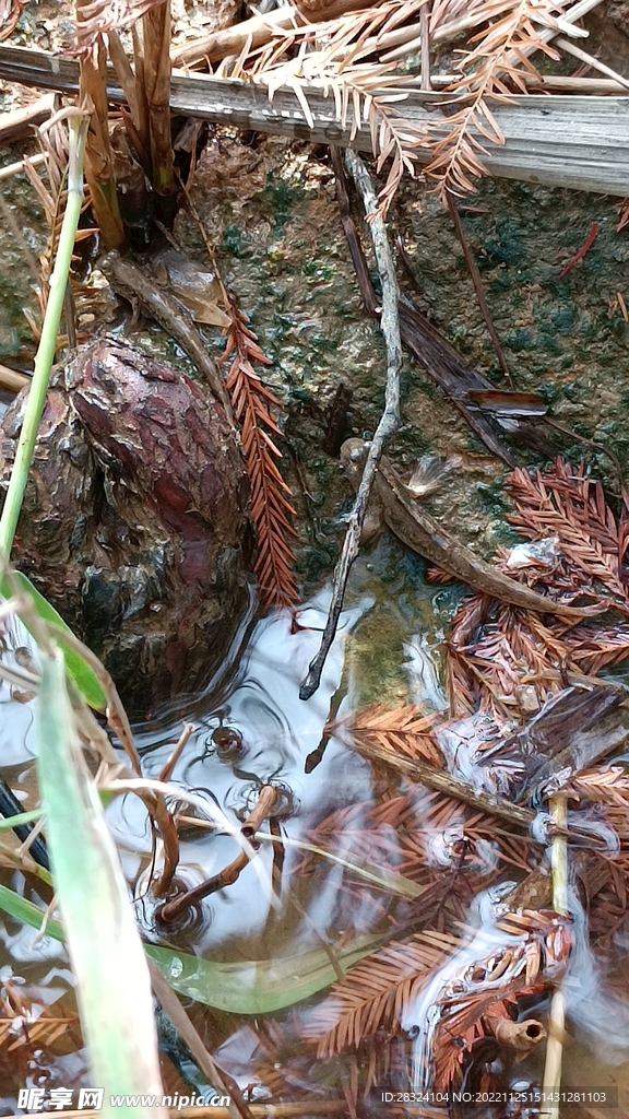 泥鱼 滩涂鱼 美食