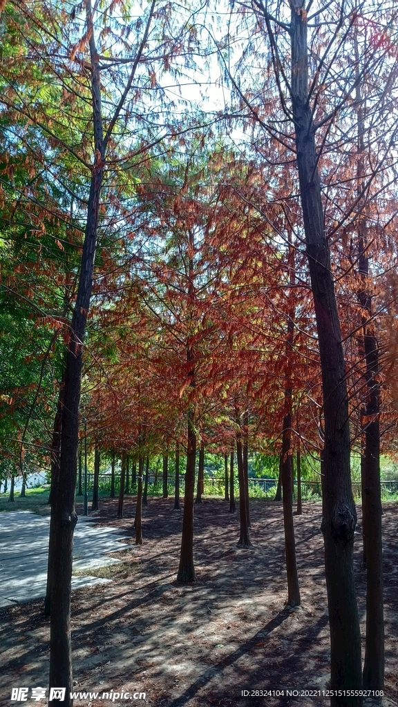 秋天 树林 落羽杉