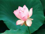 花卉