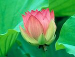 花卉