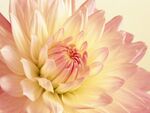 花卉