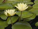 花卉