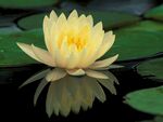 花卉