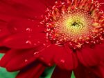 花卉