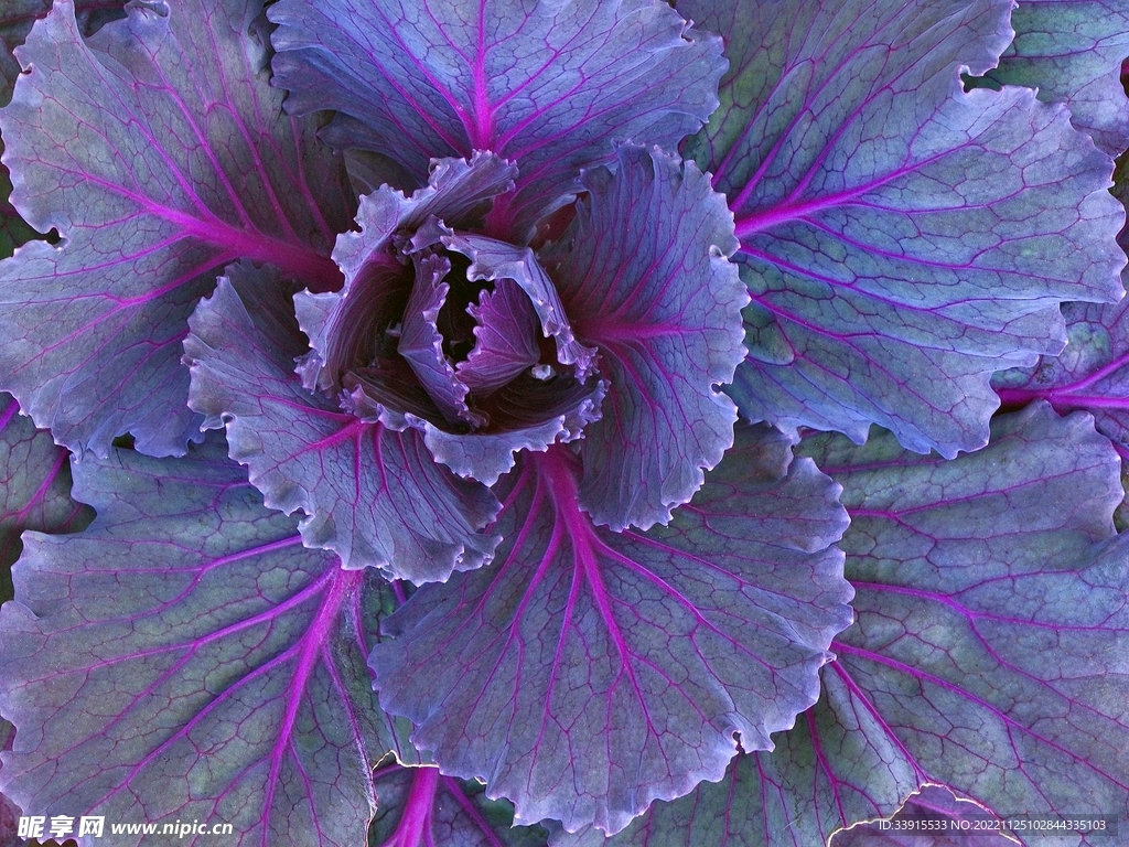 花卉