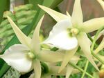 花卉