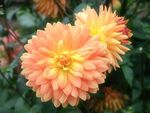 花卉