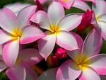 花卉