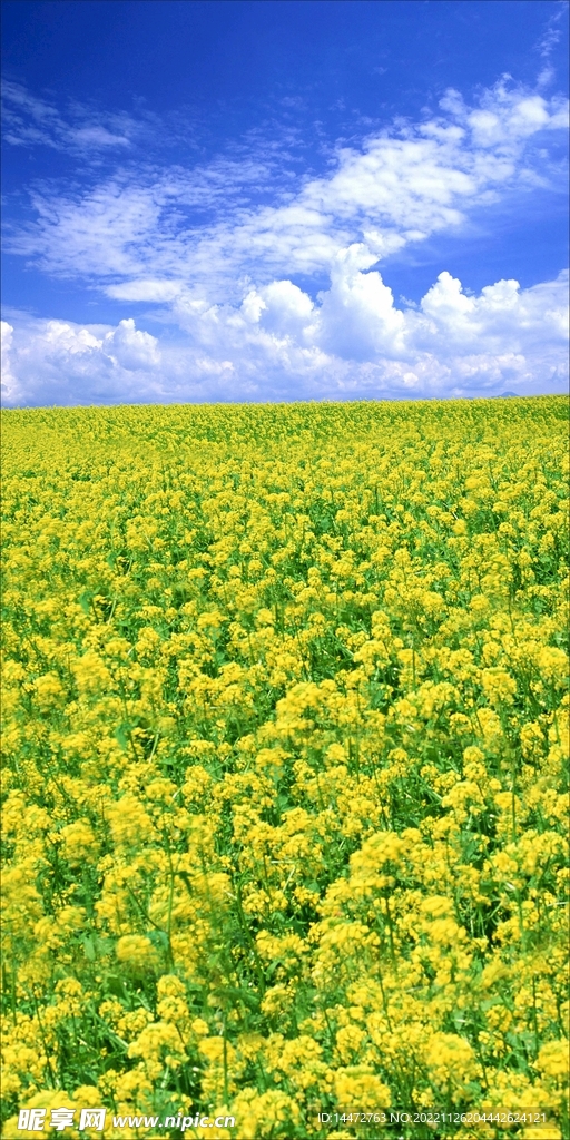 油菜花