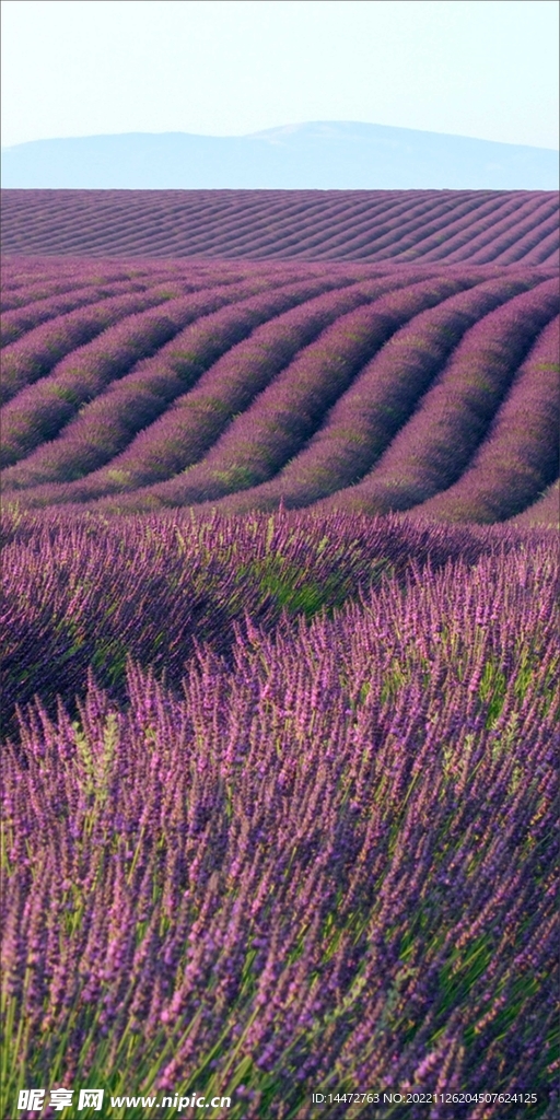薰衣草