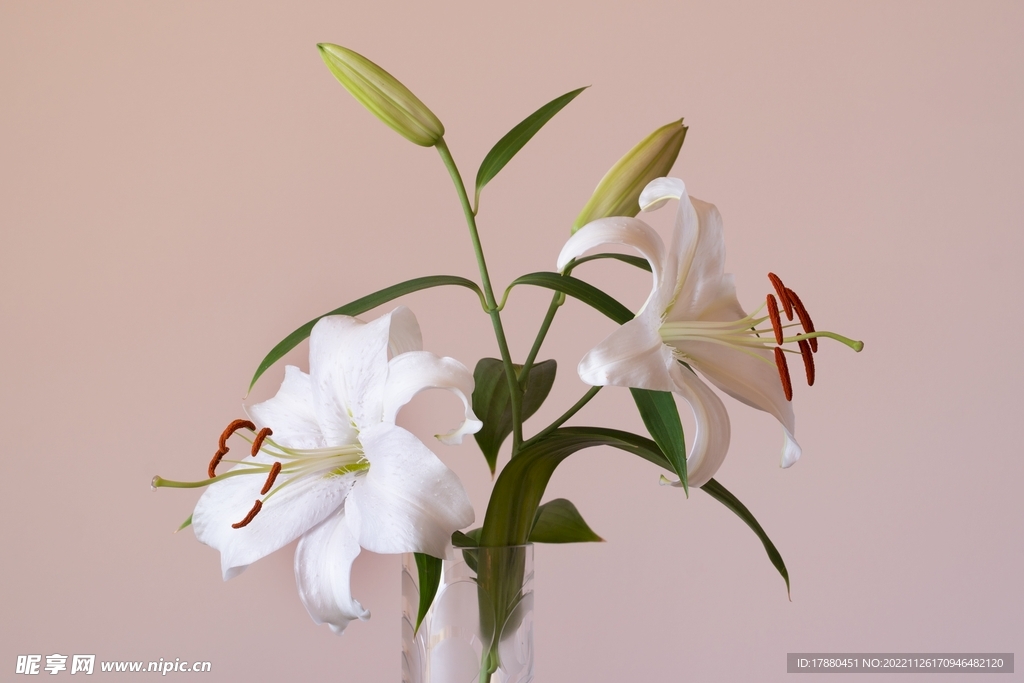 麝香百合花