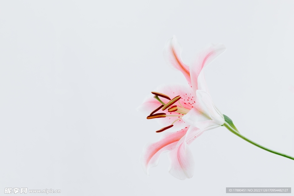 百合
