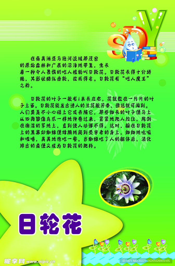 植物科普 日轮花
