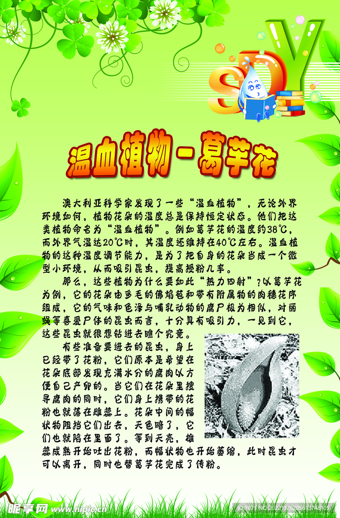 植物科普 葛芋花