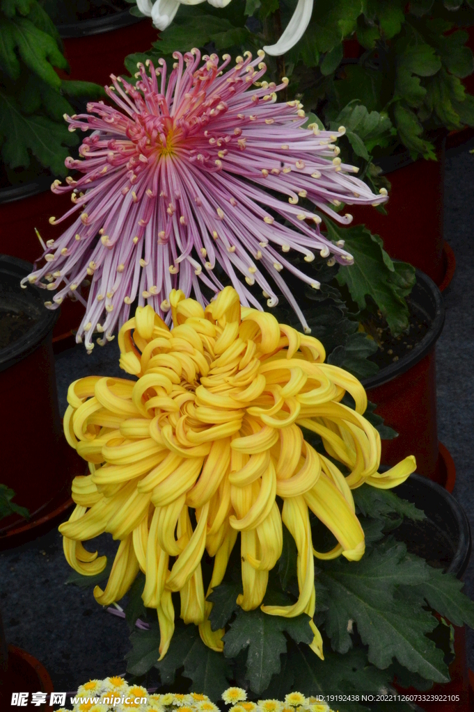 菊花 