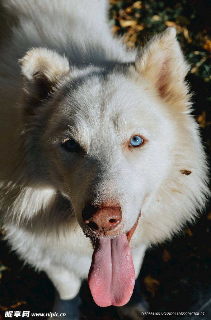 狼