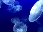水母 