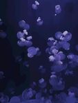 水母