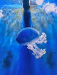 水母 