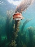 水母 