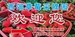 草莓采摘