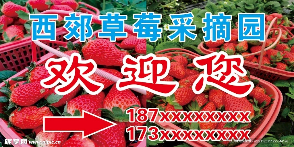草莓采摘