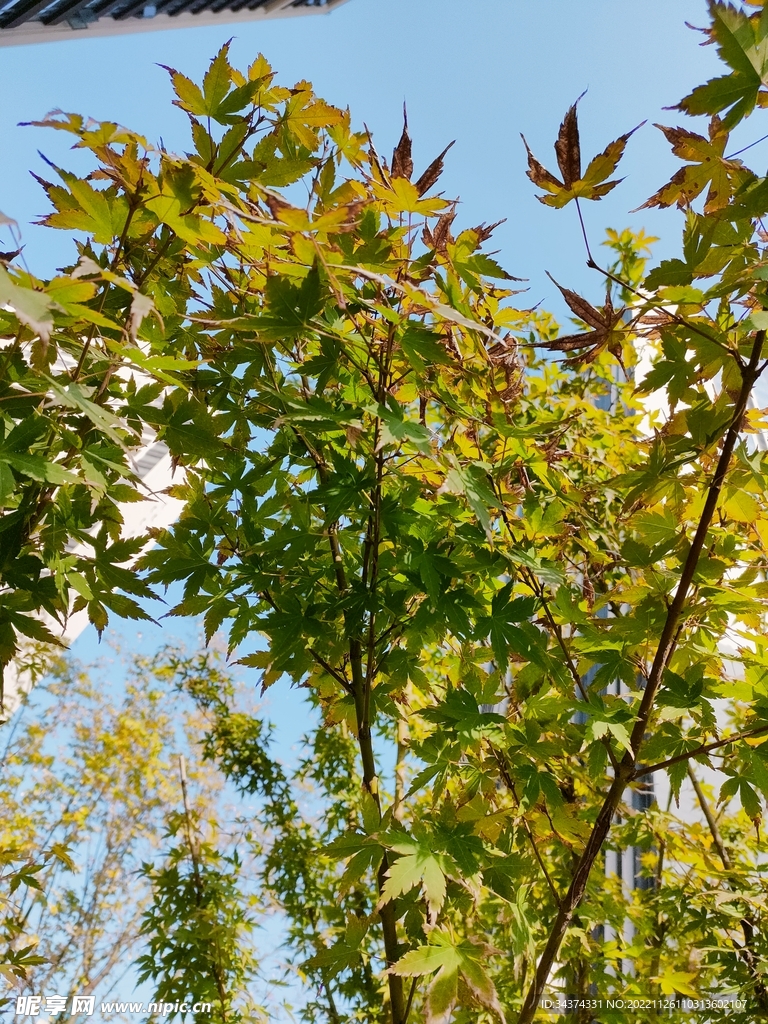 树叶