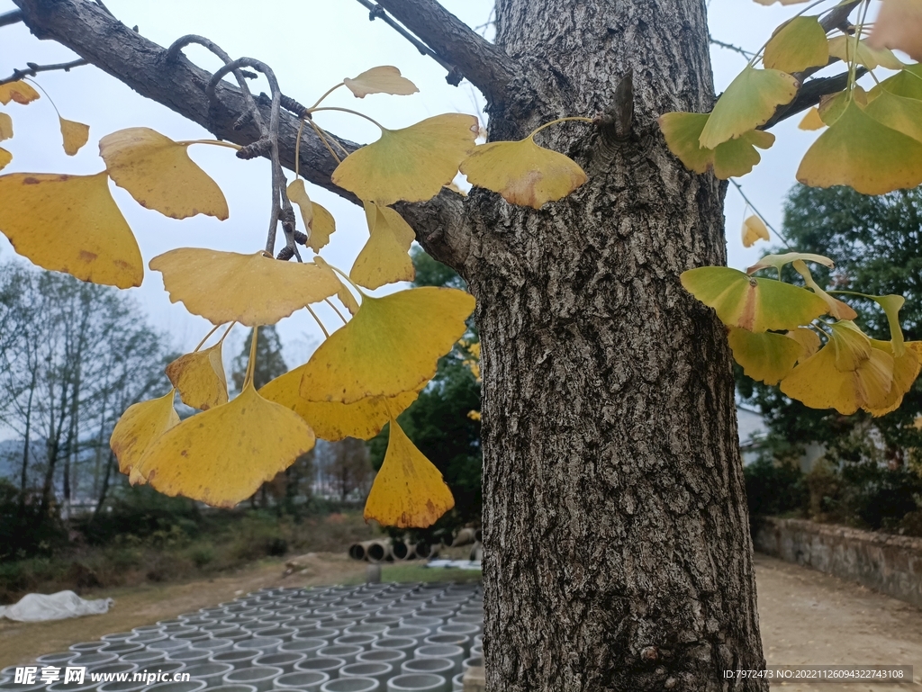 银杏树