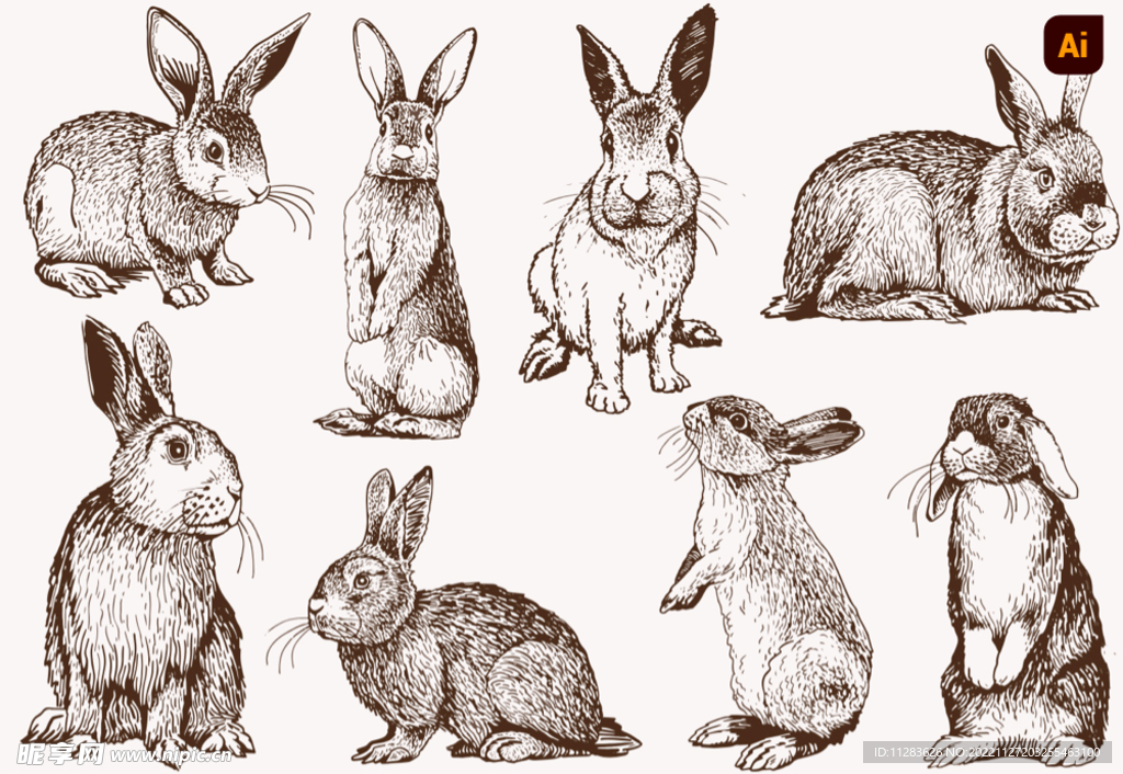 矢量手绘兔子插画