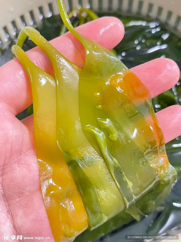 海带苗