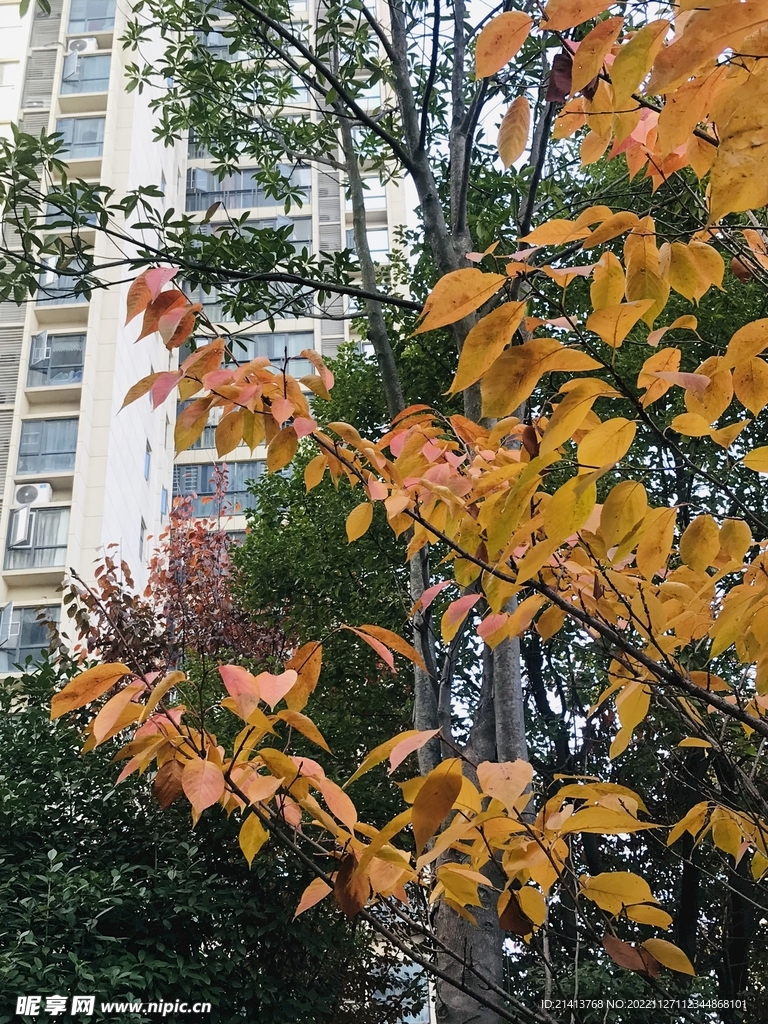 金黄树叶秋叶