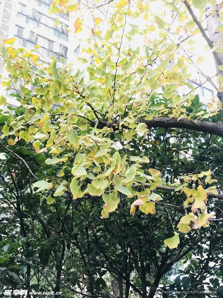 清新绿植植物 