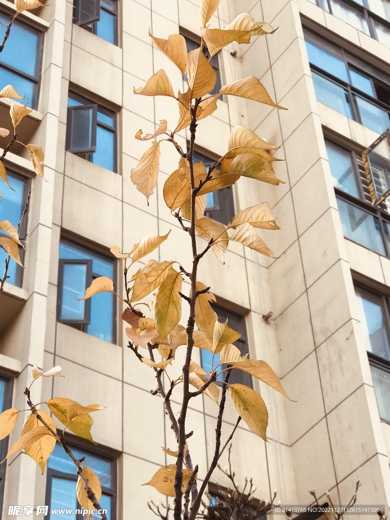 金黄树叶秋叶 
