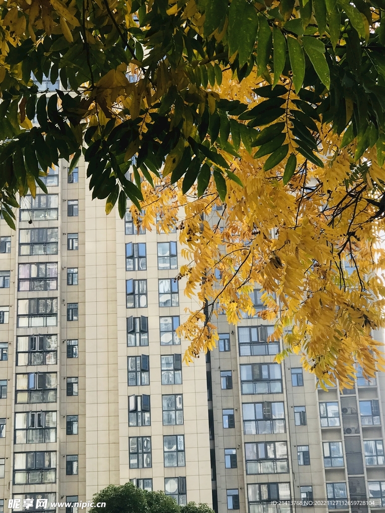 金黄树叶秋叶 