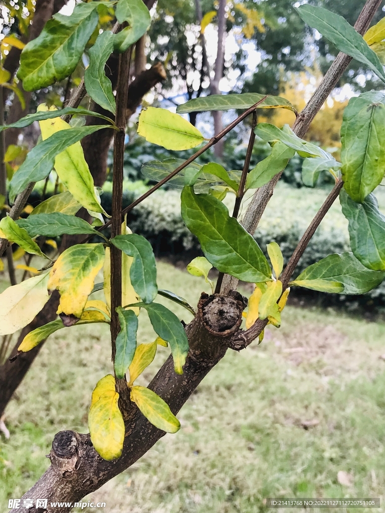 清新绿植绿叶 