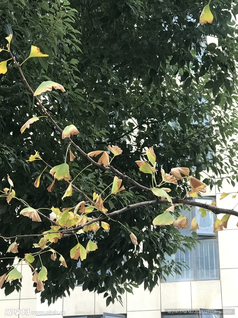 清新绿植植物 