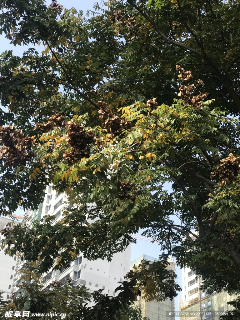 清新绿植绿叶 