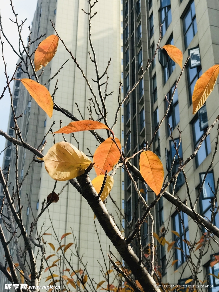 秋天的树叶 