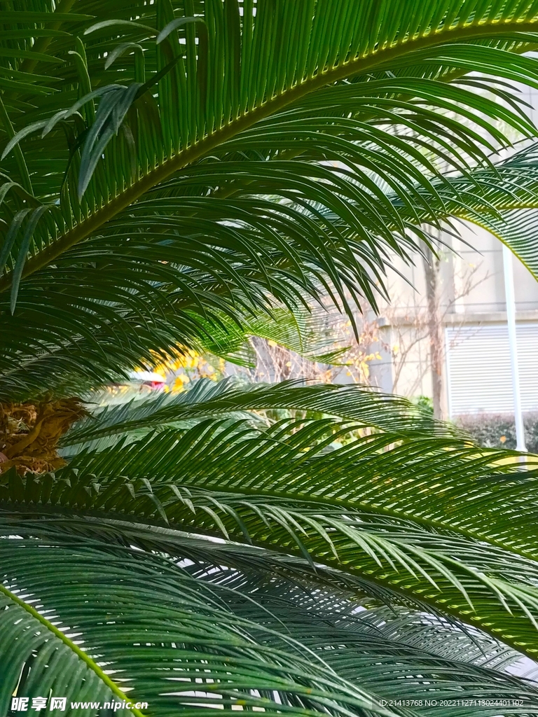 清新绿植植物