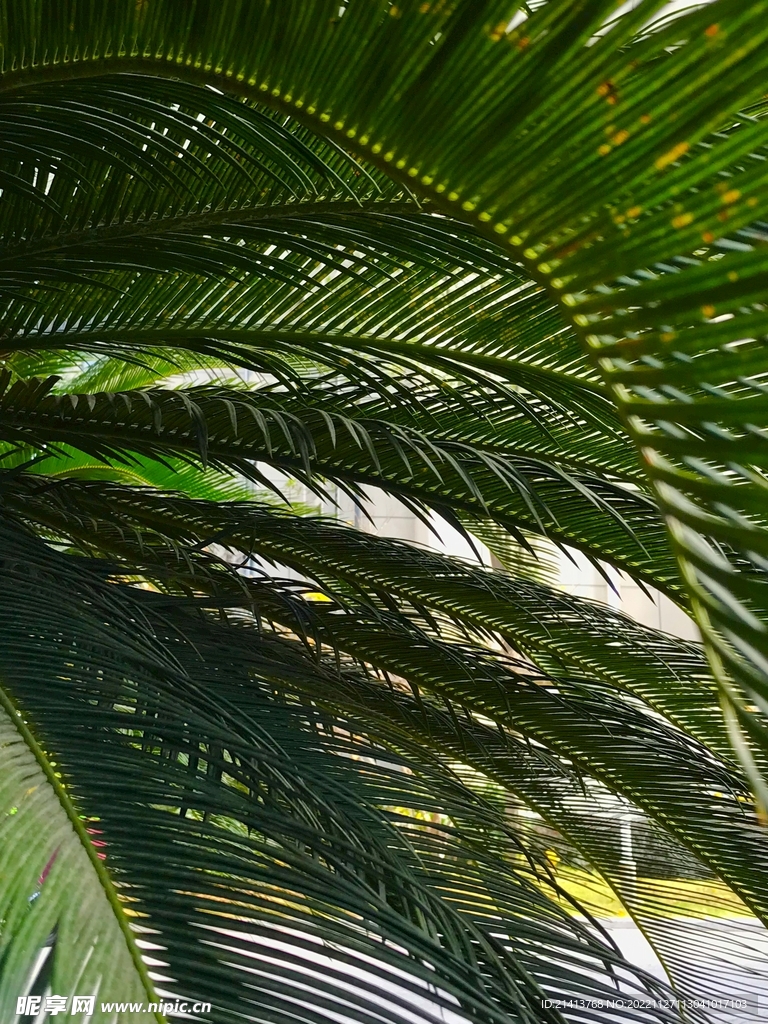 清新绿植植物