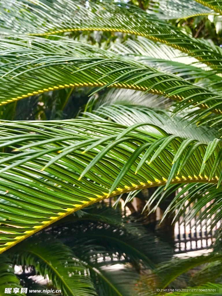 清新绿植植物 
