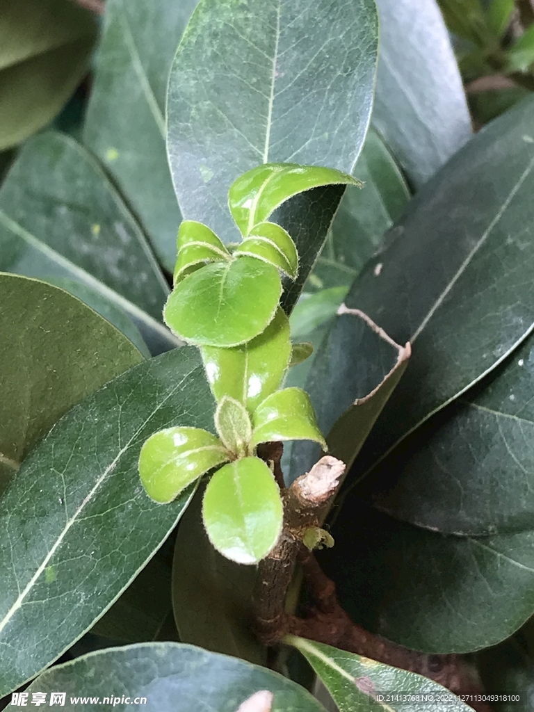 清新绿植植物